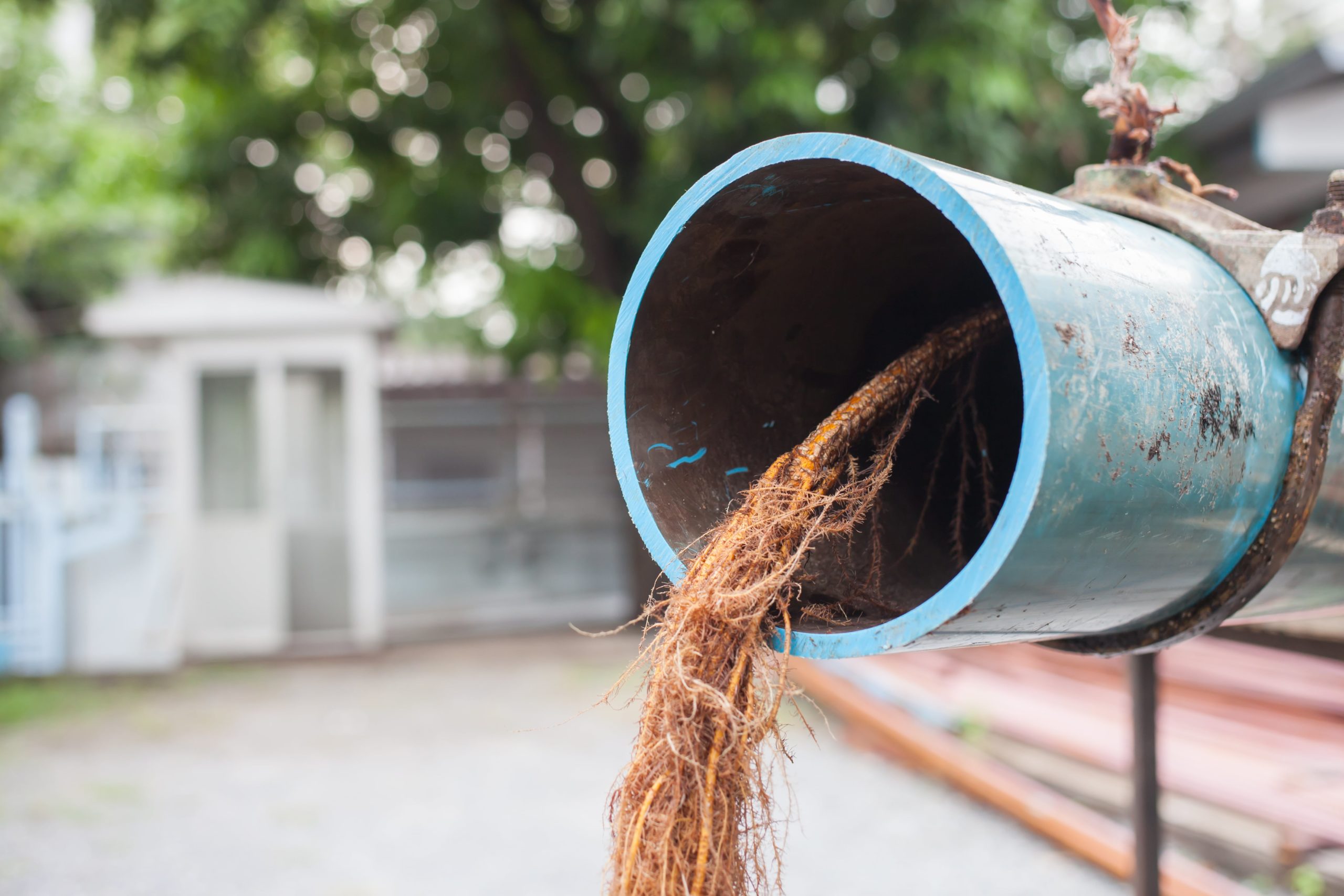 tree root in pipe - blocked drains and pipes